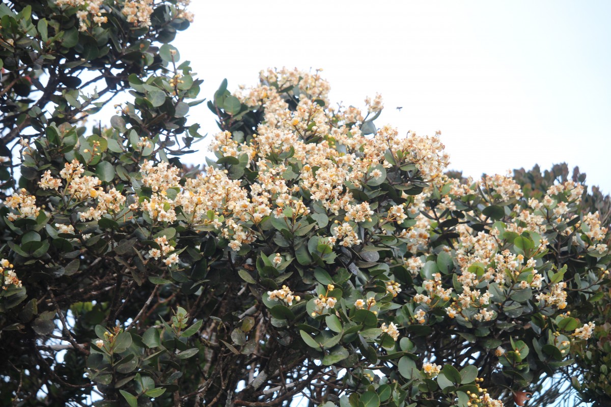 Calophyllum walkeri Wight